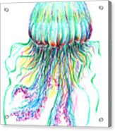 Key West Jellyfish Study 2 Acrylic Print
