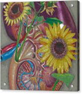Kidney Anatomy Acrylic Print