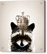 Raccoon 28 Acrylic Print
