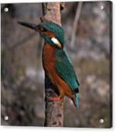 Kingfisher Perched Acrylic Print
