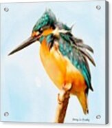 Kingfisher Acrylic Print