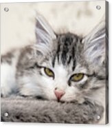 Kitten Lying On Bed And Looking At Camera Acrylic Print