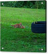 Kittens Playing In The Grass Acrylic Print