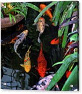 Koi Pond Painting Acrylic Print