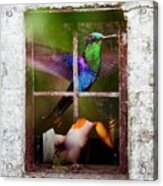 Kolibri Acrylic Print