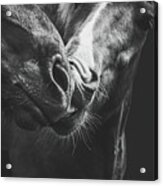 Kyssa - Horse Art Acrylic Print
