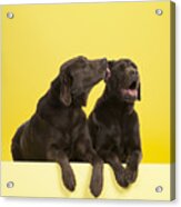 Lab Licking Other Lab Acrylic Print
