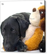 Labrador Laying With Soft Toy Acrylic Print