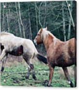 Lads Playing Acrylic Print