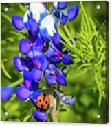 Ladybug On Bluebonnet Acrylic Print