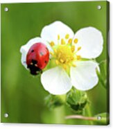 Ladybug On White Flower Macro Acrylic Print