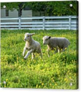 Lambs Play In Spring Buttercups Acrylic Print