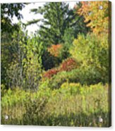 Landscape With Meadow And Forest With Goldenrod Marching Down The Hill Acrylic Print