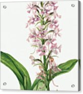 Large Purple Fringe Orchid By Mary Vaux Walcott. Acrylic Print