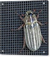 Large Watermealon Beetle Acrylic Print