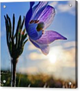Late Bloomer - A Very Late-blooming Prairie Crocus On A Nd Coulee Hill Pasture Acrylic Print