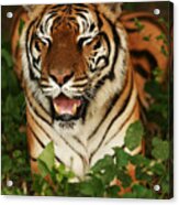 Laughing Tiger Acrylic Print