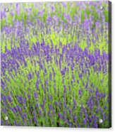 Lavender Field 1 Acrylic Print