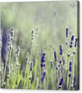 Lavender Flower In Field Acrylic Print