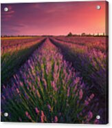 Lavender Flowers Fields And Beautiful Sunset. Cecina, Tuscany Acrylic Print