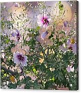Lavender Hibiscus With Bokeh Background Acrylic Print