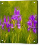 Lavender Iris Bliss Acrylic Print