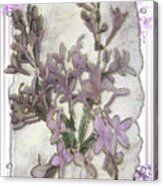 Lavender Lilac Fossil Floral Design Acrylic Print