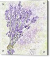 Lavender Puff Acrylic Print
