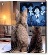 Lazy Cat Afternoon With The Beatles Acrylic Print
