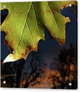 Leaf Acrylic Print