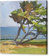 Leaning Cypress Tree - La Jolla, San Diego, California Acrylic Print