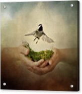 Leap Of Faith Chickadee A Bird In The Hand Acrylic Print