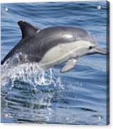 Leaping Dolphin Acrylic Print