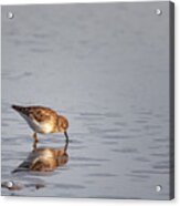 Least Sandpiper At Cedar Island North Carolina Acrylic Print