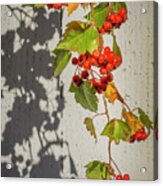 Leaves And Fruit Acrylic Print