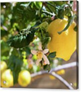 Lemon Blossoms And Lovely Lemon In The Mediterranean Garden Acrylic Print