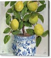 Lemon Topiary In Blue And White Planter Acrylic Print