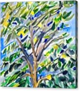 Lemon Tree Painting Plein Air Los Angeles Lemon Tree Lemon Lemons Abstract Art Artistic Artwork Background Beautiful Beauty Blossom Blue Branch Bright Bush Canvas Color Colorful Day Decoration Acrylic Print