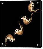 Lemur And Carrot Falling Through Space Acrylic Print