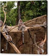 Lemurs Frolicking 001 Acrylic Print