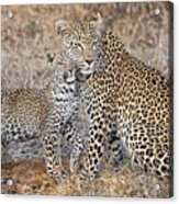 Leopard Family Acrylic Print