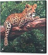 Leopard Acrylic Print