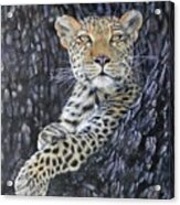 Leopard Lookout Acrylic Print