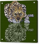 Leopard's Reflection Acrylic Print