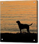 Levi Dog Silhouette On The Beach Acrylic Print