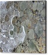 Lichen And Ice Acrylic Print