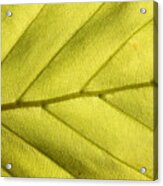 Light Green Leaf Of Beech In The Spring Full Frame Acrylic Print