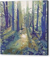 Light In The Forest Acrylic Print