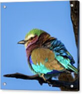 Lilac-breasted Roller Acrylic Print