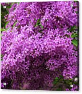Lilac The Sweetest Scent Acrylic Print